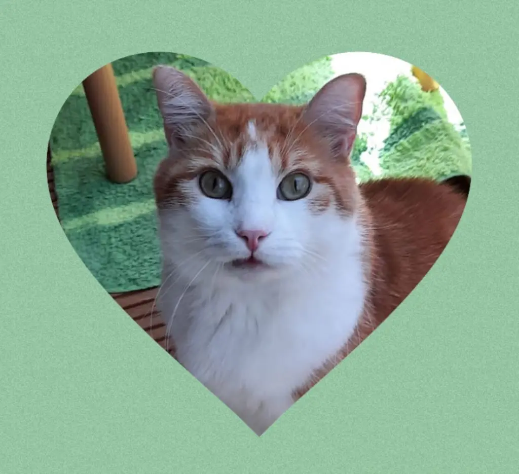 Andachtsbild von Für das Neu-Sternchen Pauli