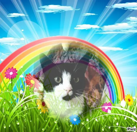 Andachtsbild von Tanja mit Timmy im Herzen 