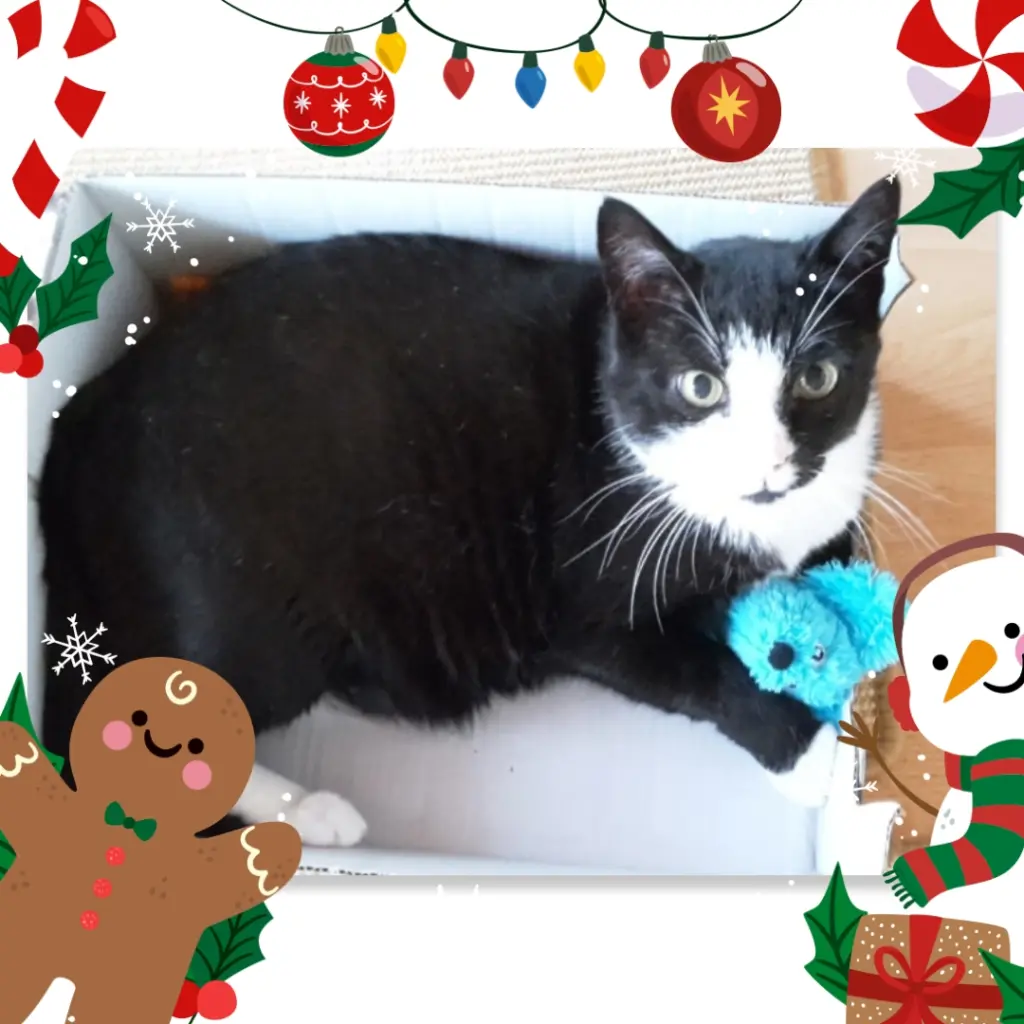 Andachtsbild von ❤️Frohe Weihnachten, liebster Felemann ❤️