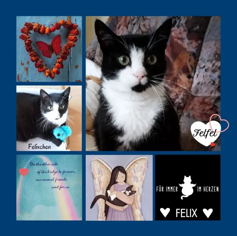 Andachtsbild von Rosen für Felix zum 4. Sternchengeburtstag 