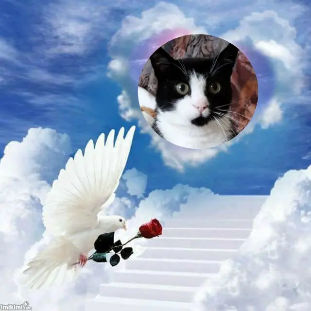 Andachtsbild von ❤️❤️❤️❤️❤️❤️❤️❤️❤️❤️❤️❤️