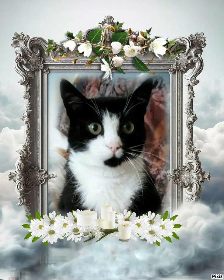 Condolence image of Tanja mit Timmy im 💘🐈🐾