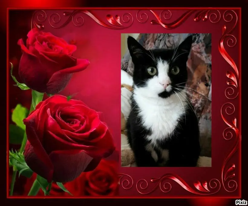 Condolence image of Tanja mit Timmy im 💖🐈🐾