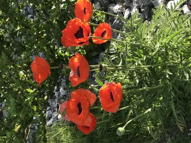 Condolence image of Birgit