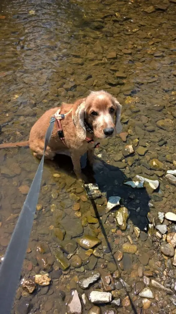 Andachtsbild von Michael