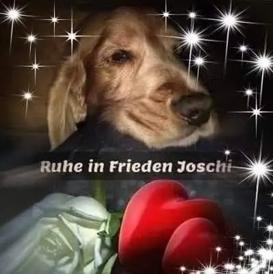 Bild von Joschi