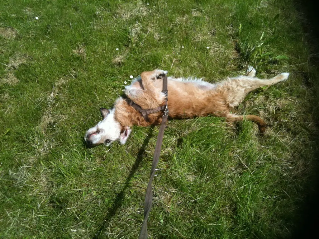 Image from Oskar