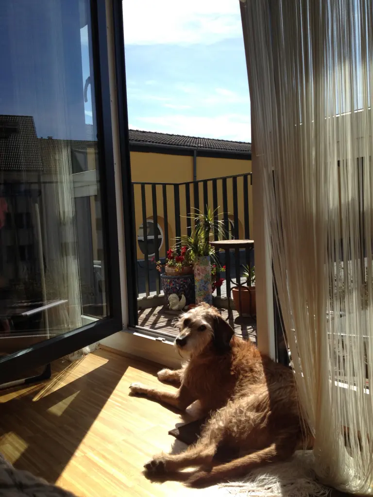 Image from Oskar