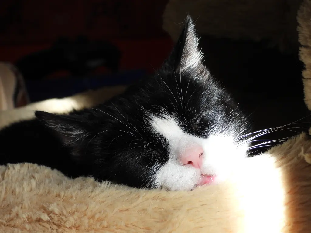 Condolence image of Steffan ( Felina )