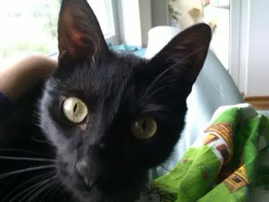 Image from Felix