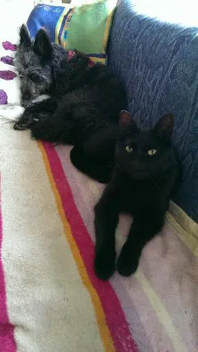 Image from Felix