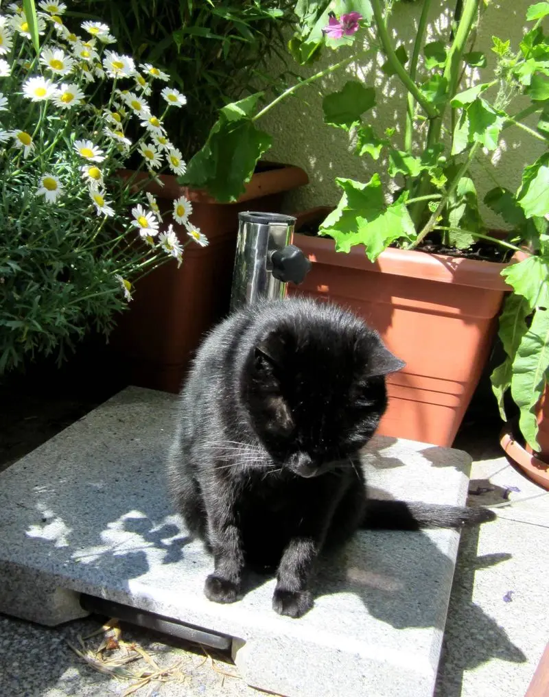 Condolence image of Harriet 
