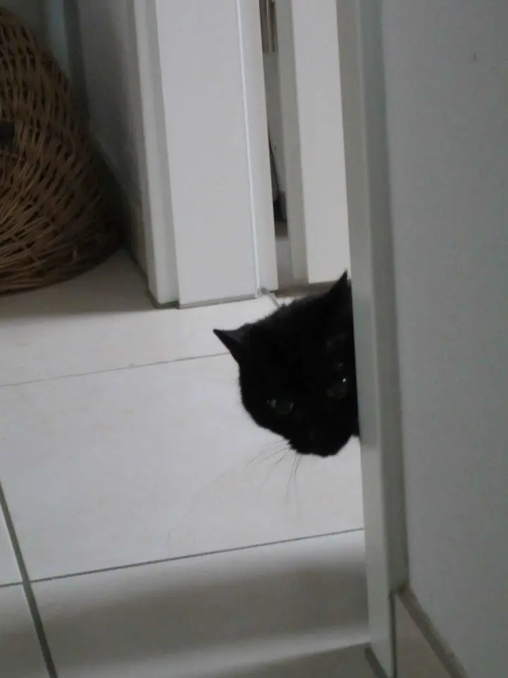 Image from Merlin