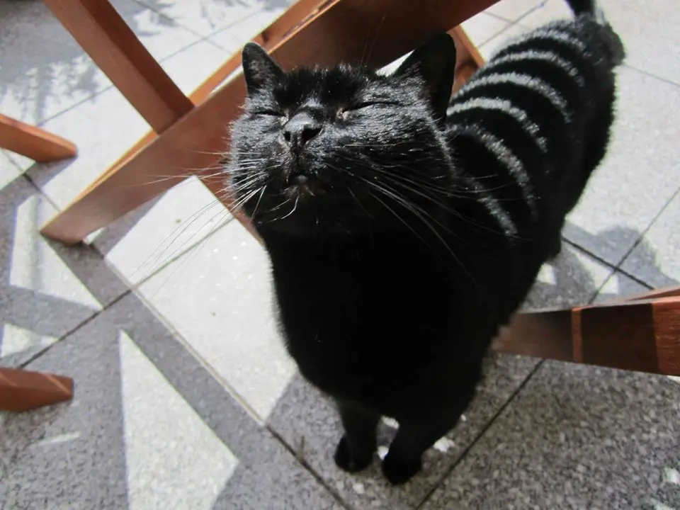 Image from Merlin