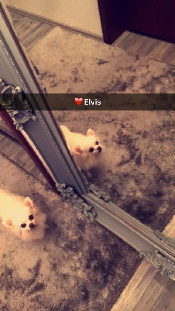 Image from Elvis