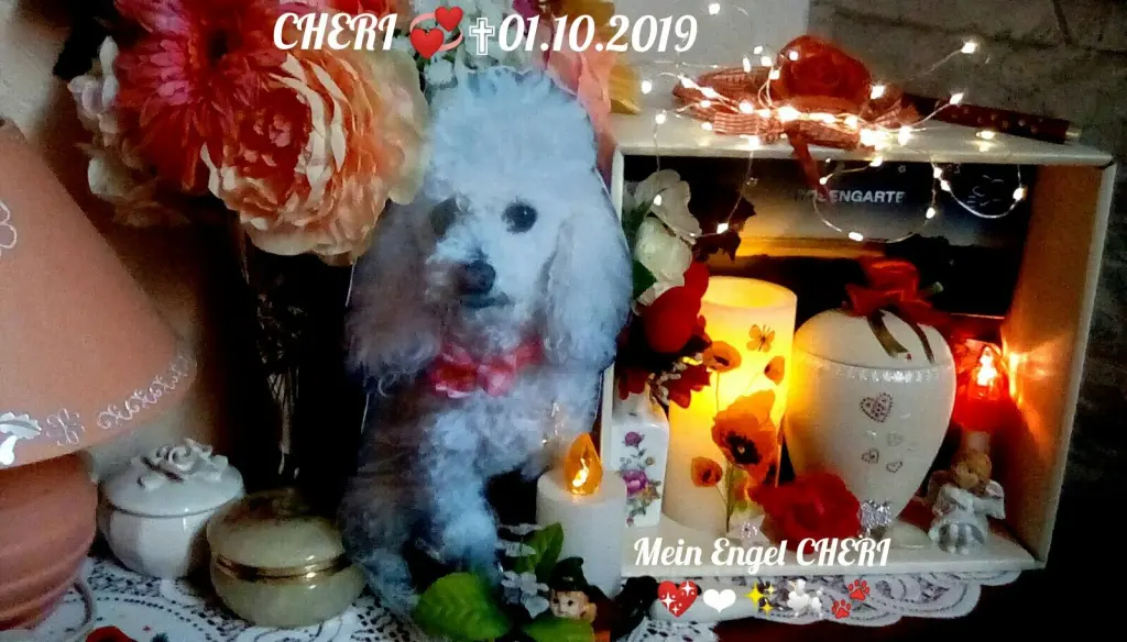 Condolence image of Angela mit Engel CHERI ❤✨⭐