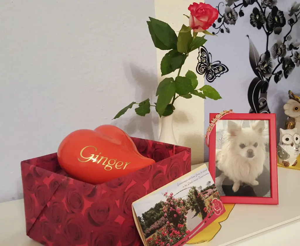 Image from Ginger