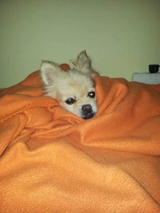 Image from Ginger