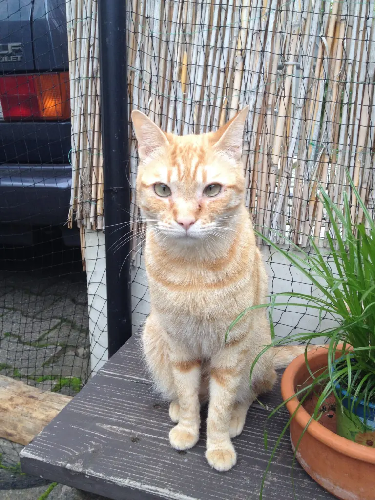 Image from Oskar