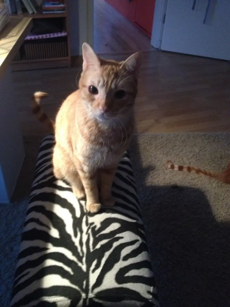 Image from Oskar