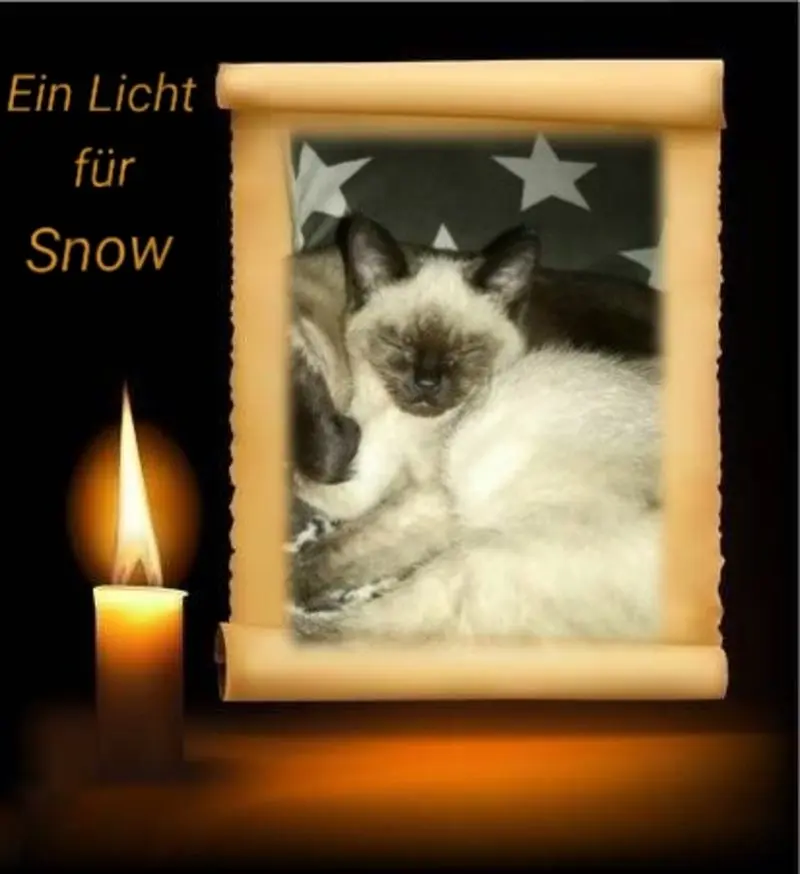 Condolence image of Sabine mit Kaspar tief im Herzen