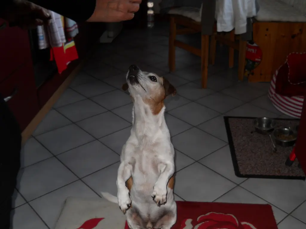Image from Knuddel
