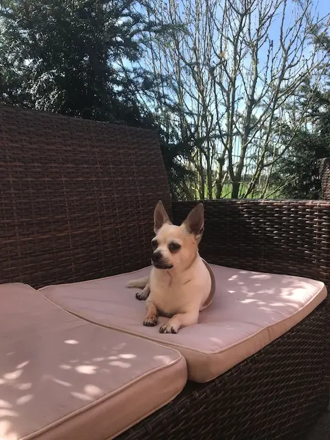 Image from Prince
