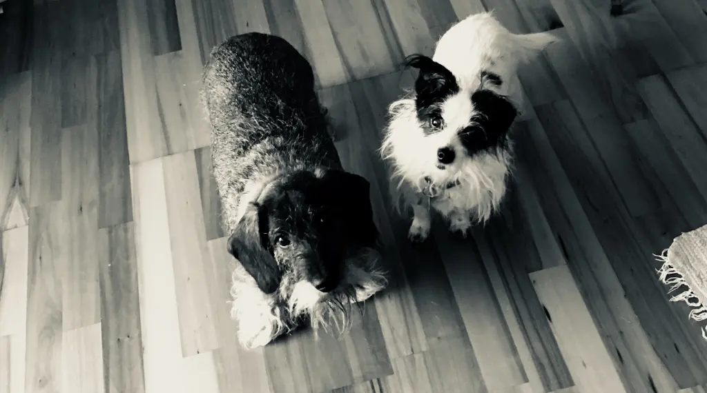 Image from Frieda