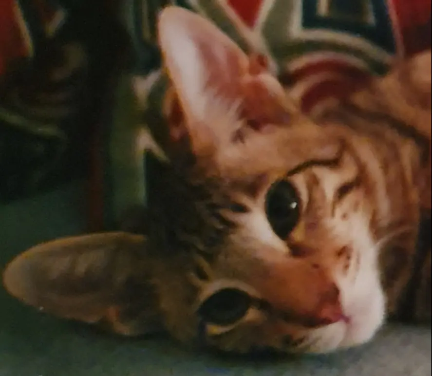 Andachtsbild von Silke mit Drago im Herzen ❤