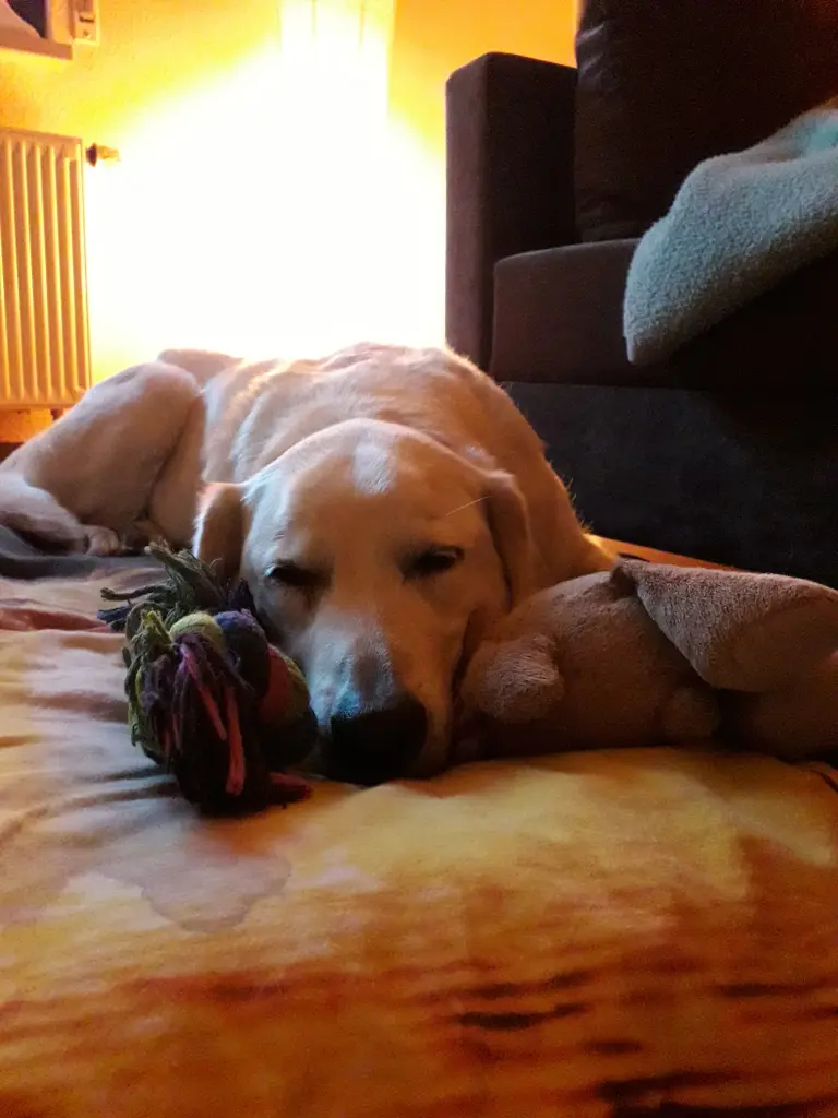 Andachtsbild von Alexandra mit Amy im❤️