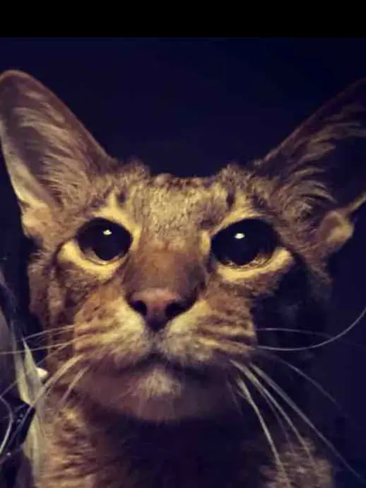 Andachtsbild von Silke mit Drago im Herzen ❤