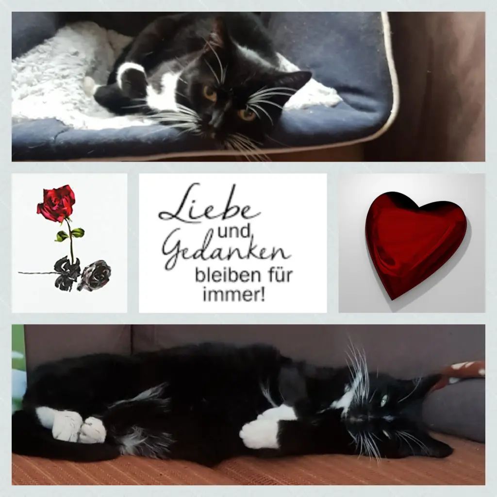 Andachtsbild von Anja mit Joy im Herzen ❤