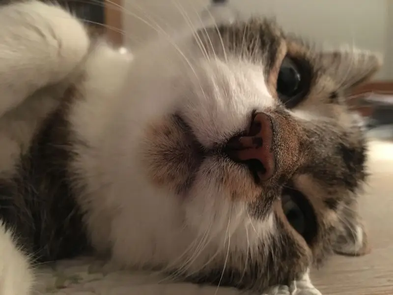 Andachtsbild von Anja mit Maja im ♥