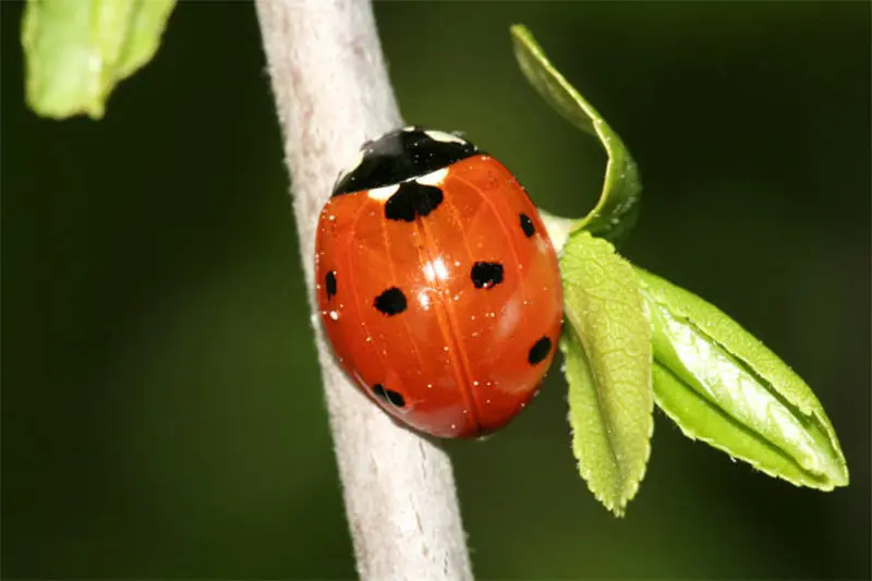 Andachtsbild von Tanja mit Timmy im Herzen 