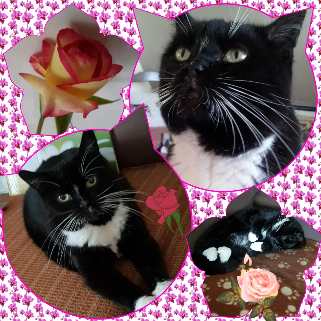 Andachtsbild von Eike und Edeltraud mit Mulle, Miezi, Jonny, Felix und Lemmi tief im Herzen ❤❤❤❤❤