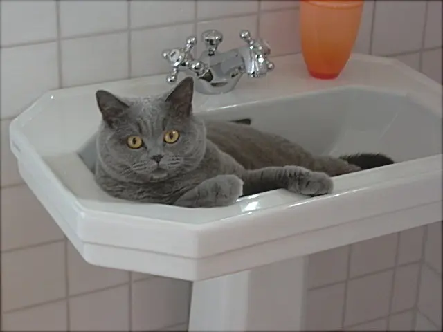 Andachtsbild von Hans u. Sibylle mit Momo † 13.11.2017