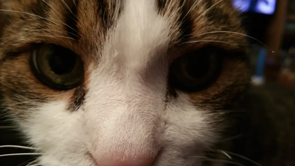 Andachtsbild von Tanja mit Timmy im Herzen 