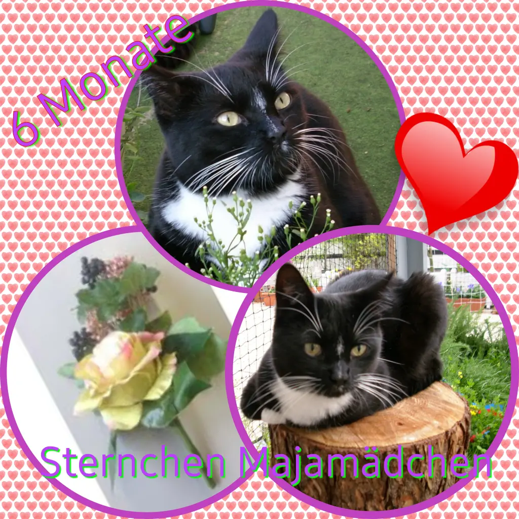 Andachtsbild von Eike und Edeltraud mit Mulle, Miezi, Jonny, Felix, Lemmi und Tommi tief im Herzen ❤❤❤❤❤❤