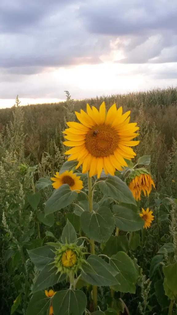 Andachtsbild von Corinna mit Emma, Pummelchen, Mietzi und Pussi-Jöngi im Herzen