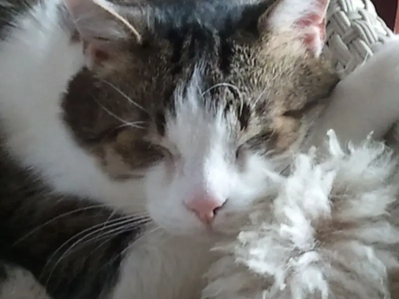 Andachtsbild von Anja mit Maja im ❤️