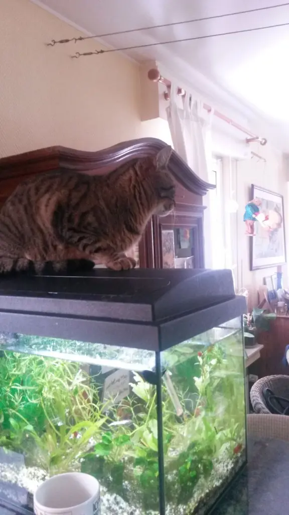 Andachtsbild von Corinna mit Emm,a, Pummelchen und anderen Sternlein im Herzen