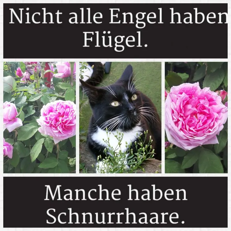 Andachtsbild von Anja mit Joy im Herzen 