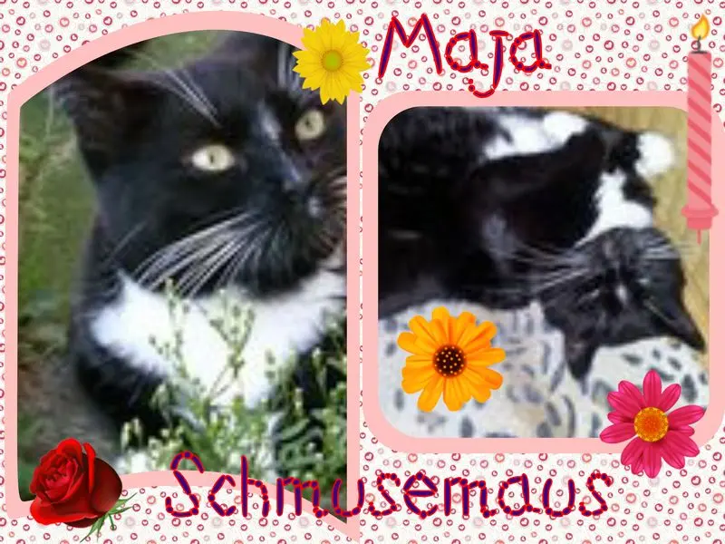 Andachtsbild von Eike und Edeltraud mit Mulle, Miezi, Jonny, Felix, Lemmi, Tommi und Kira tief im Herzen 