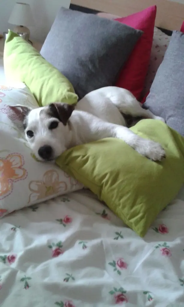 Andachtsbild von Kerstin mit Gismo im Herzen 