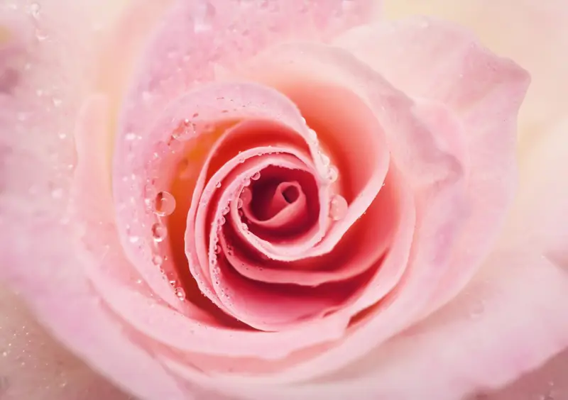 Andachtsbild von Anja mit Maja im ༺❤️༻