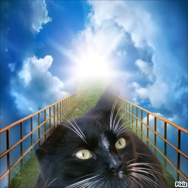 Andachtsbild von Tanja mit Timmy im Herzen 