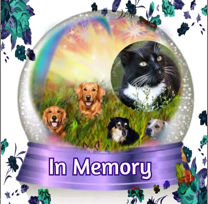 Andachtsbild von 3. Sternchen❤️❤️❤️Gedenktag❤️❤️❤️