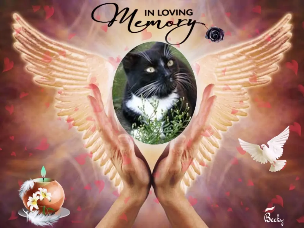 Andachtsbild von 3. Sternchen❤️❤️❤️Gedenktag❤️❤️❤️