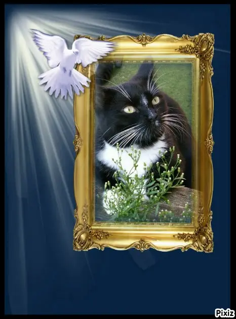 Andachtsbild von Tanja mit Timmy im Herzen 