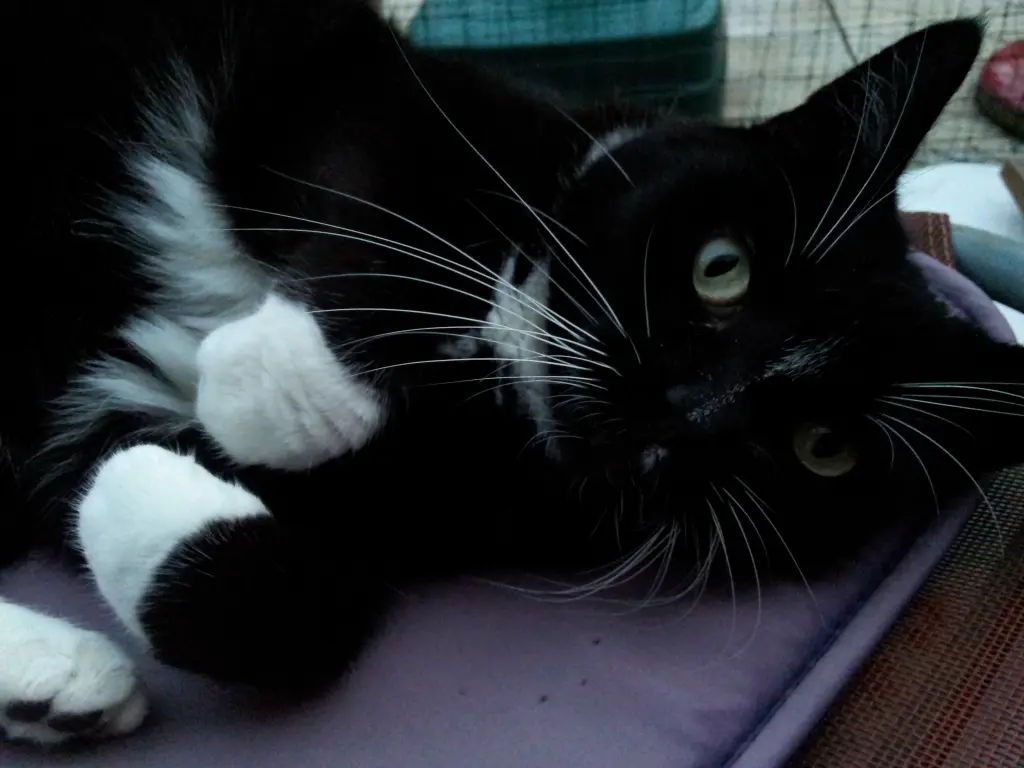 Andachtsbild von deiner Ilse in Liebe zum 37. Gedenkmonat